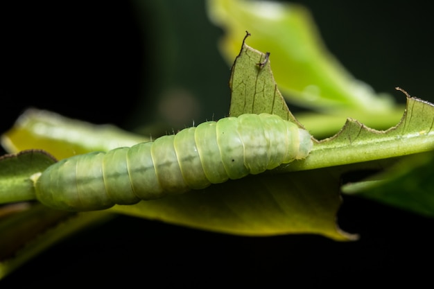 Macro ver sur feuille