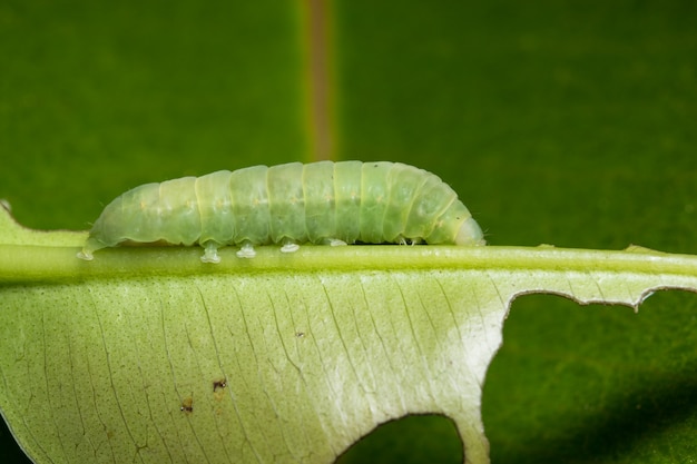 Macro ver sur feuille