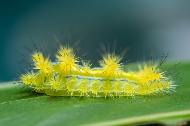 Macro ver sur la plante.