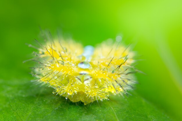 Macro ver sur la plante.