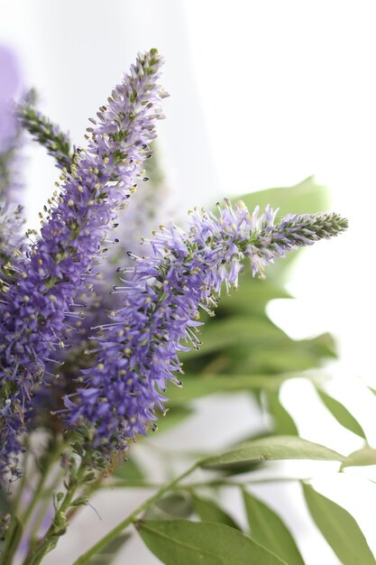 une macro de Veronica spicata sur fond blanc