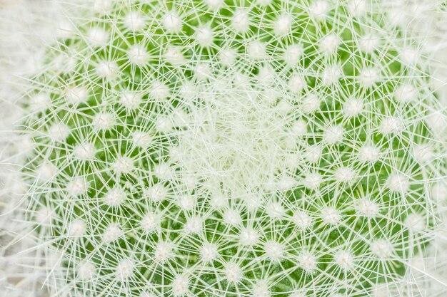 Macro vert cactus