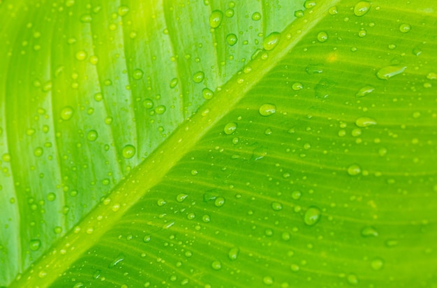 Macro vert feuille et eau dropMacro gros plan de belle feuille verte fraîche avec goutte d'eau natur