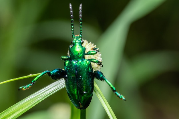 Photo macro vert insecte sur feuille