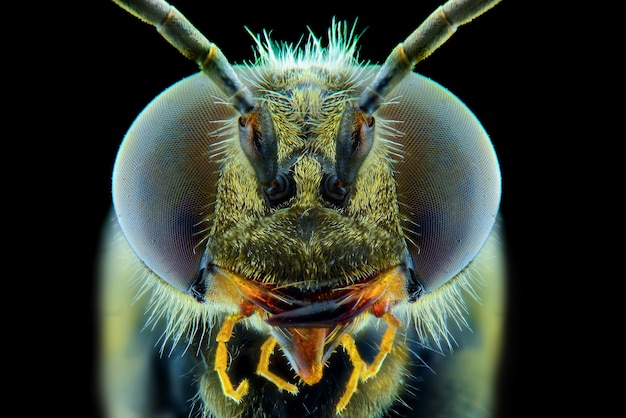 Macro de visage d'abeille