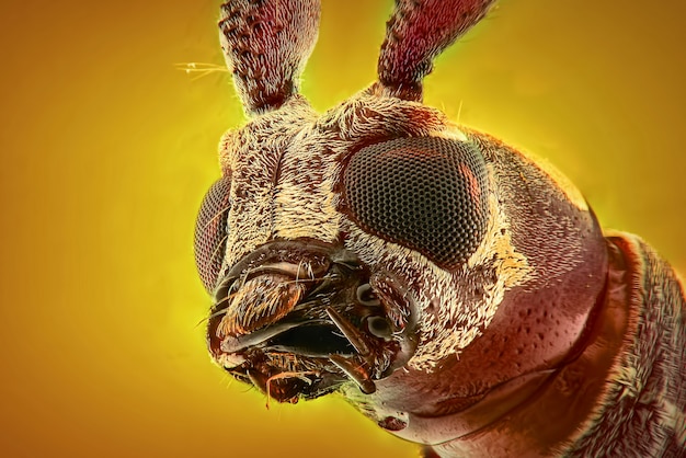 Macro de visage de longicorne