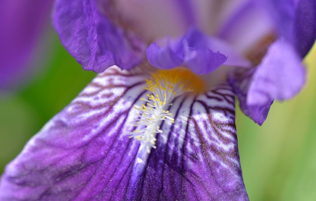 Macro-vision sur le beau pétale violet et le coeur de la fleur d'iris