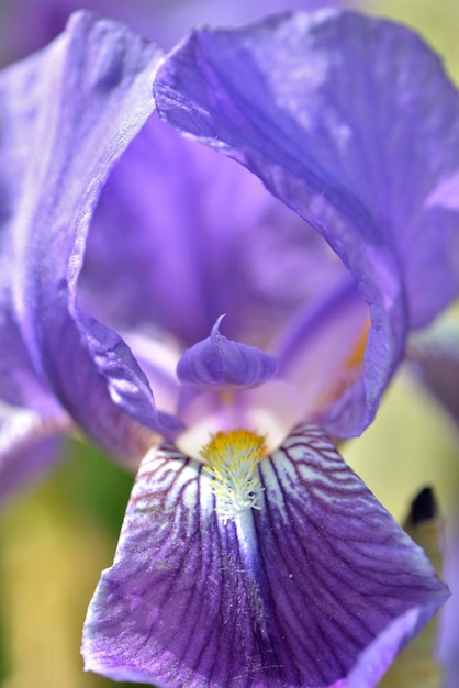 Macro-vision sur de beaux iris violets fleurissant dans un jardin