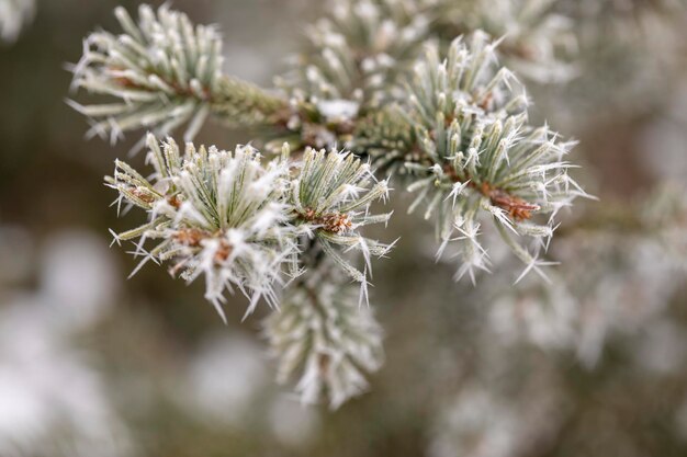 Macro-vision des branches d'arbres avec du givre sur l'aiguille