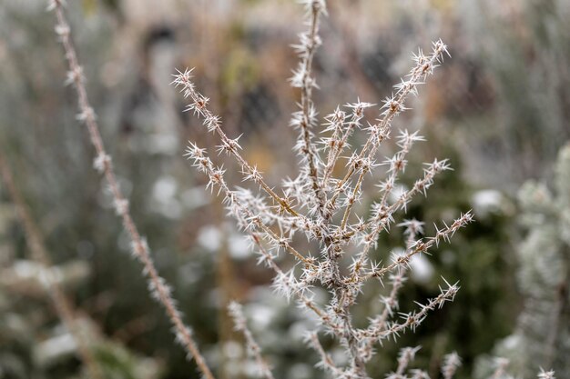 Macro-vision des branches d'arbres avec du givre sur l'aiguille