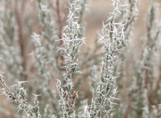 Macro-vision des branches d'arbres avec du givre sur l'aiguille