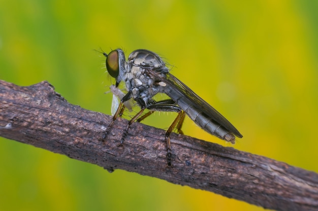 Macro, de, voler, voler, voler, asilidae, prédateur