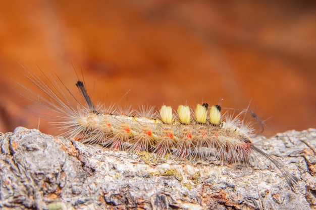 Macro Worm sur une branche