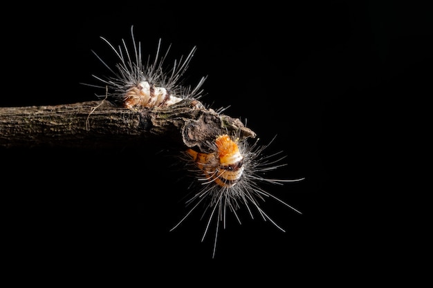 Macro Worm sur une branche