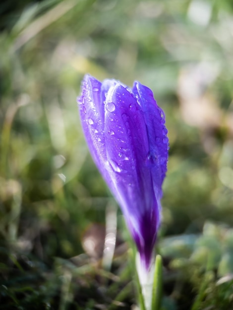 Photo macrophoto de crocus de printemps violet tôt le matin avec de la rosée en plein air