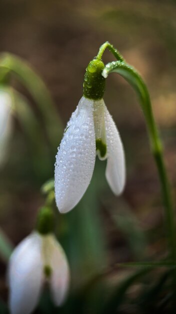 Macrophoto de perce-neige avec de la rosée tôt le matin en plein air