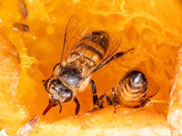 Macrophotographie d'abeille mangeant de la mangue.