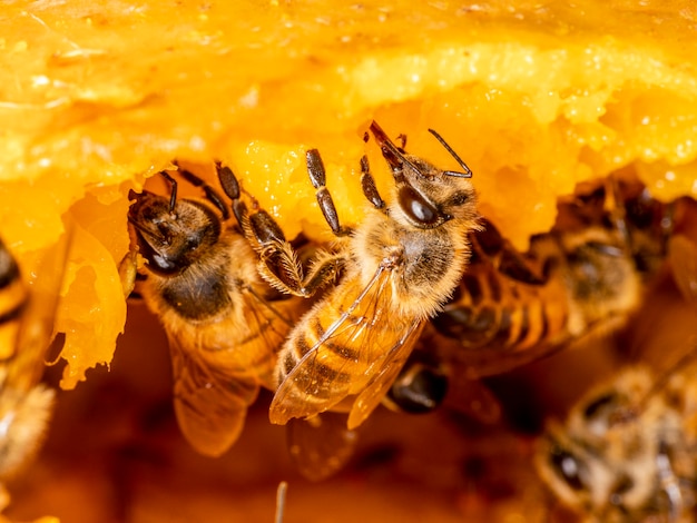 Macrophotographie d'abeille mangeant de la mangue.