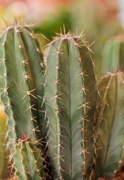 macrophotographie de cactus et de plantes succulentes avec beaucoup de détails.