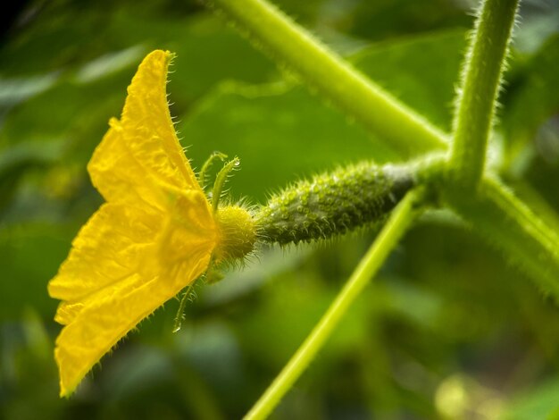 Macrophotographie d'un concombre en croissance sur une branche. Cultiver des aliments biologiques