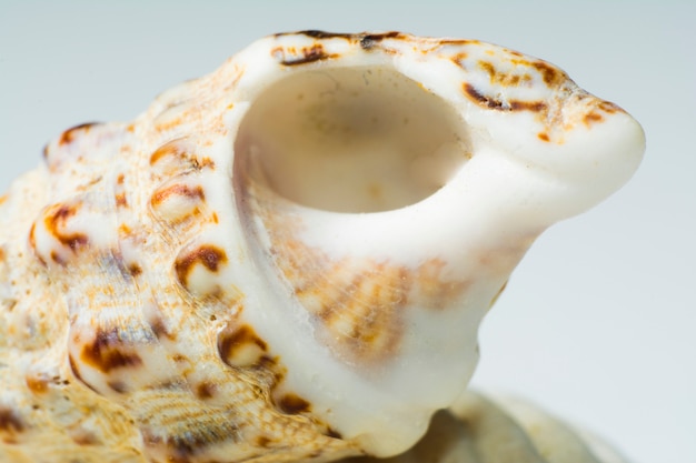 macrophotographie coquille blanche avec des taches orange