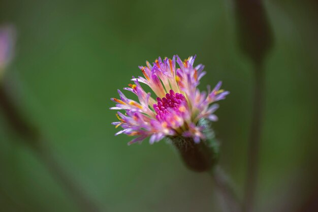 macrophotographie des couleurs d'une petite fleur
