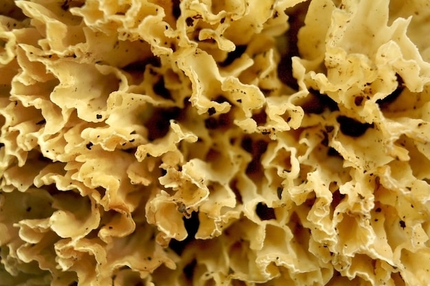 Photo macrophotographie de détail de texture de champignon