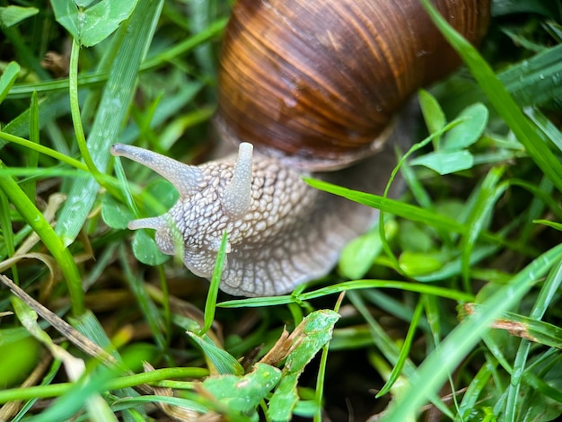 Macrophotographie d'un escargot de raisin (Latin Helix pomatia)