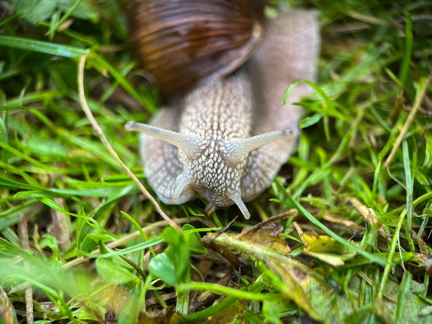 Macrophotographie d'un escargot de raisin (Latin Helix pomatia)