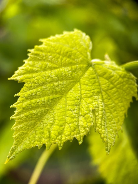 Macrophotographie d'une feuille de vigne. Gros plan de feuille de vigne