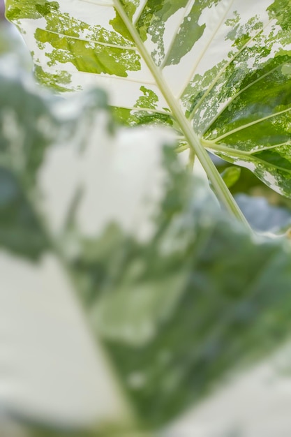 Macrophotographie de feuilles panachées d'Alocasia ( oreille d'éléphant, taro géant, alocasia géant). Plante à feuillage tropical rare.