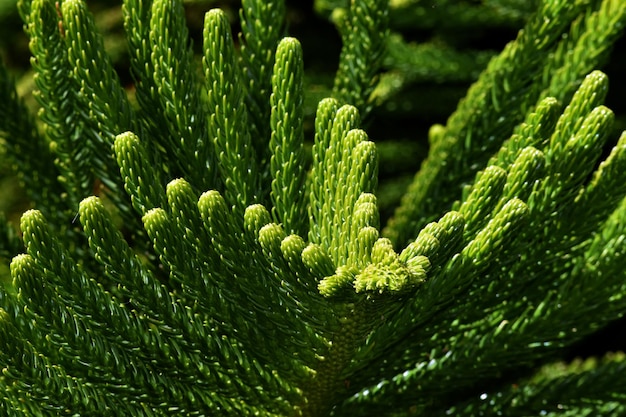 Macrophotographie des feuilles d'un pin de Norfolk Araucaria heterophylla ou A excelsa