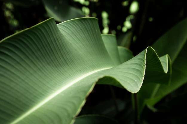 Macrophotographie de feuilles tropicales