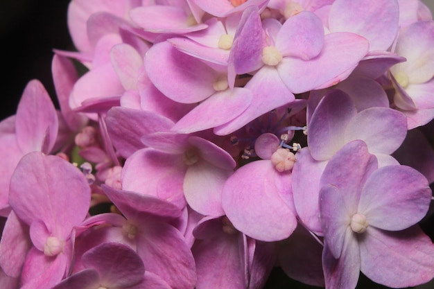 Macrophotographie de fleur d'hortensia