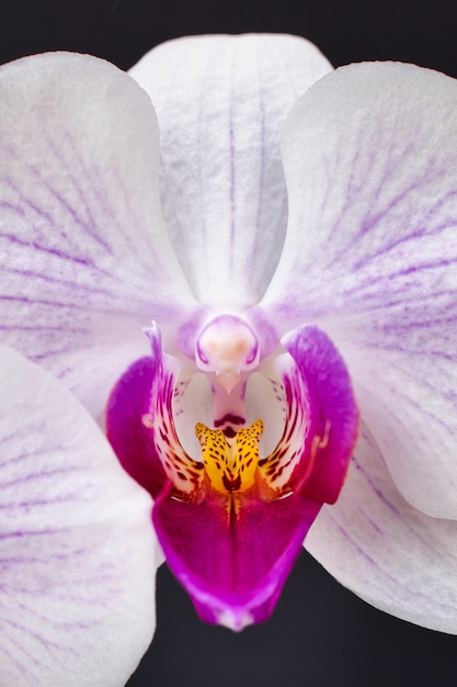 Photo macrophotographie d'une fleur d'orchidée