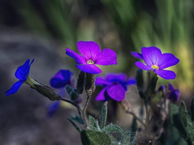 Macrophotographie de fleurs bleues