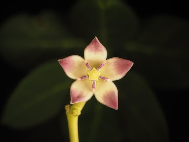 Macrophotographie de fleurs d'humeur sombre