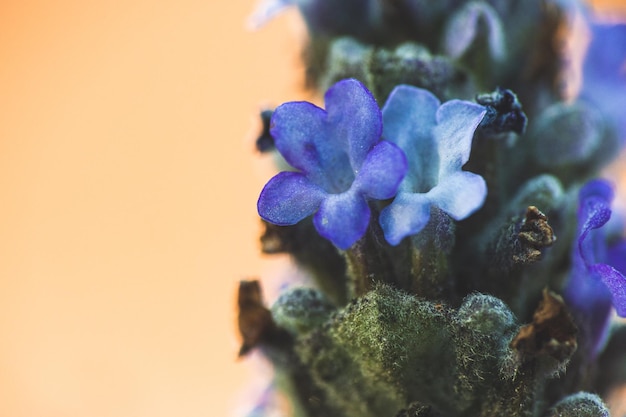 Macrophotographie de fleurs de lavande