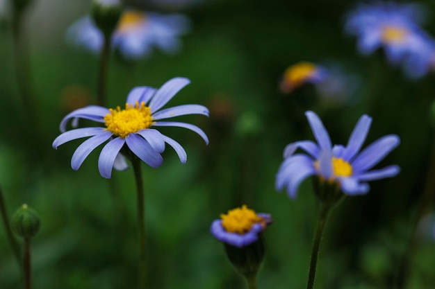 Macrophotographie de fleurs naturelles avec détails