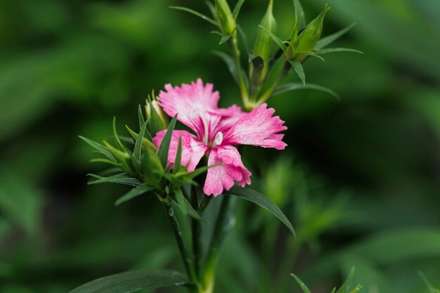 Macrophotographie de fleurs naturelles avec détails