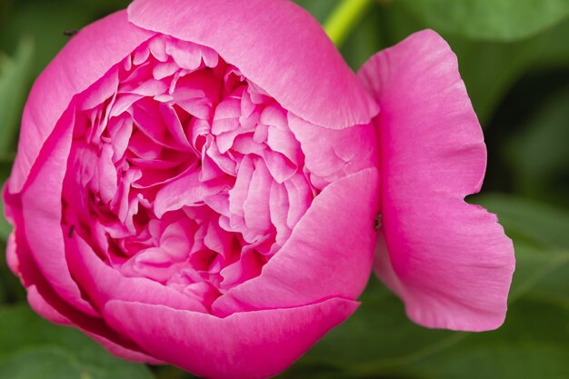 Macrophotographie d'une fourmi sur un bourgeon de pivoine