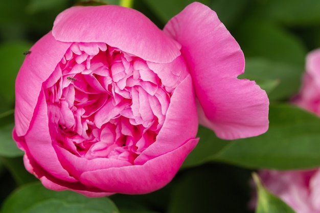 Macrophotographie d'une fourmi sur un bourgeon de pivoine