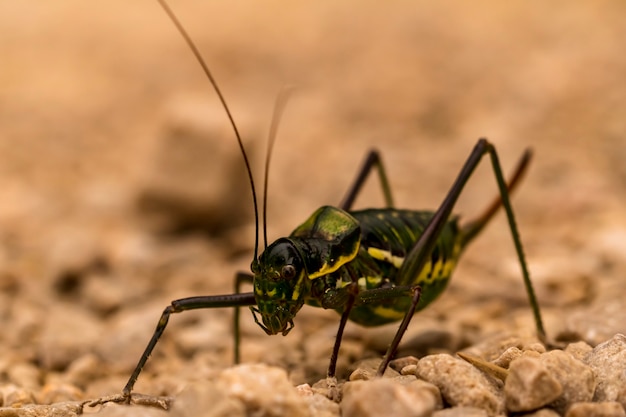 Macrophotographie d'un grillon en couleurs sépia, Alicante, Espagne.