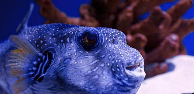 Macrophotographie gris poisson-globe sous-marin