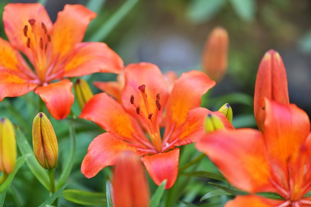 Macrophotographie, gros plan, Lily orange. Photographie horizontale