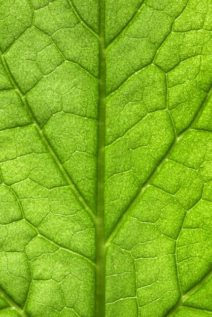 Macrophotographie en gros plan des veines et des cellules foliaires.