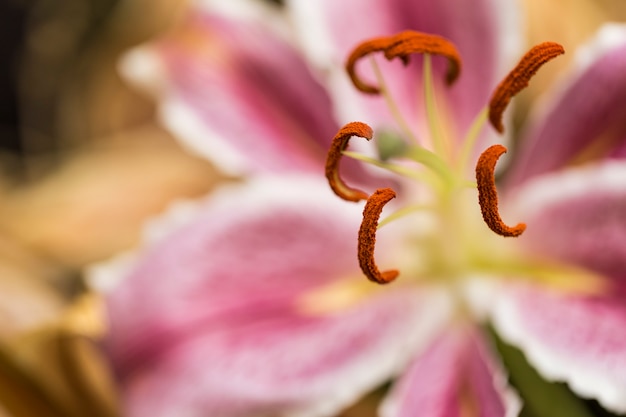 Macrophotographie d'un lys vivant au milieu de fleurs séchées