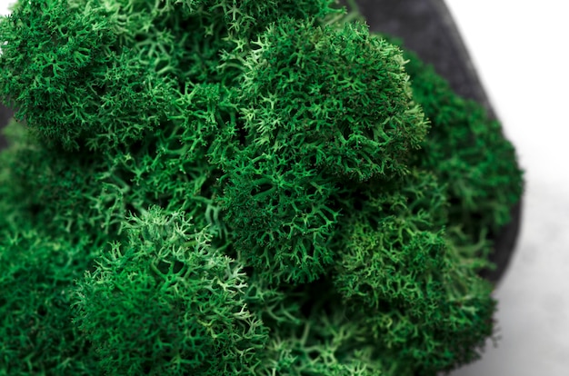Macrophotographie de mousse verte dans un pot en béton. Vue de dessus