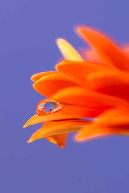 Macrophotographie de pétales de fleurs de gerbera avec rosée