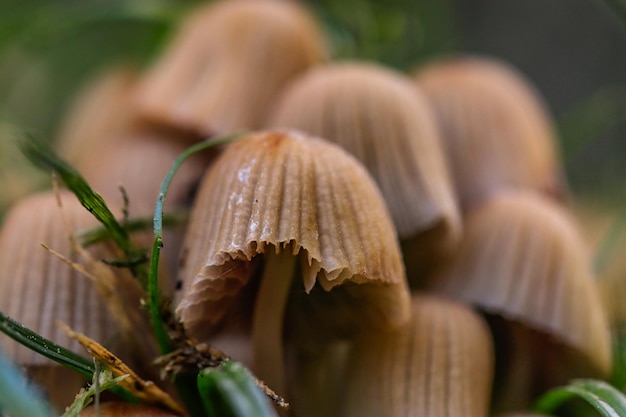 Macrophotographie de petits champignons dans la forêt